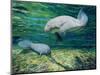 Crystal River Manatee-Lucy P. McTier-Mounted Giclee Print