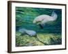 Crystal River Manatee-Lucy P. McTier-Framed Giclee Print