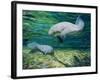 Crystal River Manatee-Lucy P. McTier-Framed Giclee Print