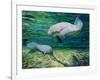 Crystal River Manatee-Lucy P. McTier-Framed Giclee Print