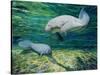 Crystal River Manatee-Lucy P. McTier-Stretched Canvas