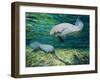 Crystal River Manatee-Lucy P. McTier-Framed Giclee Print