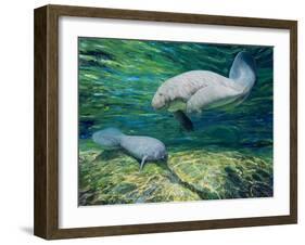 Crystal River Manatee-Lucy P. McTier-Framed Giclee Print