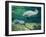 Crystal River Manatee-Lucy P. McTier-Framed Giclee Print