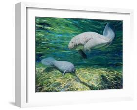 Crystal River Manatee-Lucy P. McTier-Framed Giclee Print