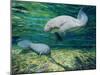 Crystal River Manatee-Lucy P. McTier-Mounted Giclee Print
