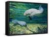 Crystal River Manatee-Lucy P. McTier-Framed Stretched Canvas