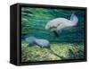 Crystal River Manatee-Lucy P. McTier-Framed Stretched Canvas