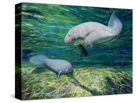 Crystal River Manatee-Lucy P. McTier-Stretched Canvas