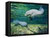 Crystal River Manatee-Lucy P. McTier-Framed Stretched Canvas