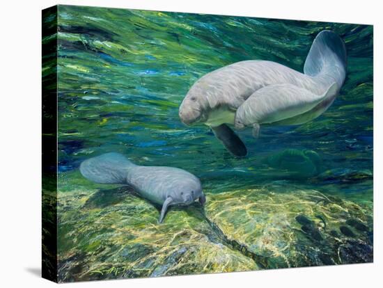 Crystal River Manatee-Lucy P. McTier-Stretched Canvas