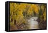 Crystal River, White River National Forest Colorado, USA-Charles Gurche-Framed Stretched Canvas