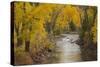 Crystal River, White River National Forest Colorado, USA-Charles Gurche-Stretched Canvas