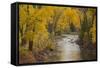 Crystal River, White River National Forest Colorado, USA-Charles Gurche-Framed Stretched Canvas