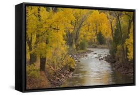 Crystal River, White River National Forest Colorado, USA-Charles Gurche-Framed Stretched Canvas