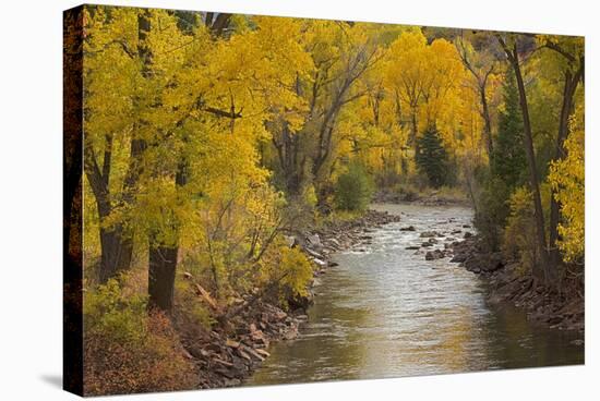 Crystal River, White River National Forest Colorado, USA-Charles Gurche-Stretched Canvas