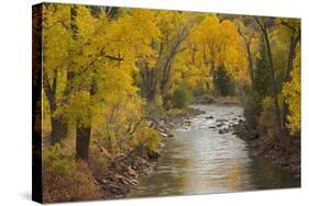 Crystal River, White River National Forest Colorado, USA-Charles Gurche-Stretched Canvas