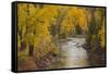 Crystal River, White River National Forest Colorado, USA-Charles Gurche-Framed Stretched Canvas