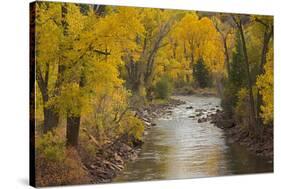 Crystal River, White River National Forest Colorado, USA-Charles Gurche-Stretched Canvas