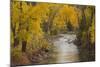 Crystal River, White River National Forest Colorado, USA-Charles Gurche-Mounted Photographic Print