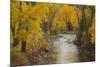 Crystal River, White River National Forest Colorado, USA-Charles Gurche-Mounted Photographic Print