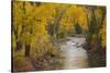 Crystal River, White River National Forest Colorado, USA-Charles Gurche-Stretched Canvas