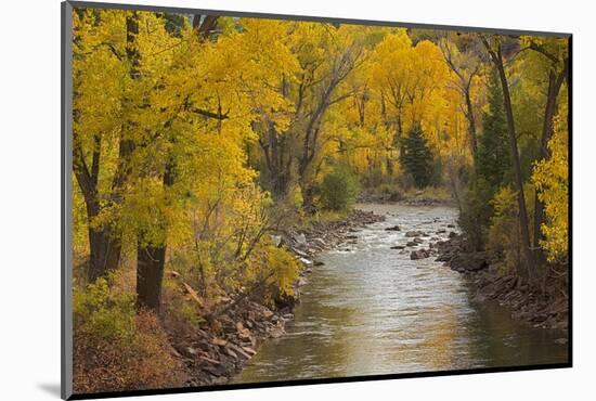 Crystal River, White River National Forest Colorado, USA-Charles Gurche-Mounted Photographic Print