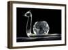 Crystal Snail Ornament-Charles Bowman-Framed Photographic Print