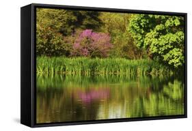 Crystal Springs Rhododendron Garden in Spring, Portland, Oregon, USA-Michel Hersen-Framed Stretched Canvas