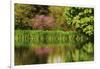 Crystal Springs Rhododendron Garden in Spring, Portland, Oregon, USA-Michel Hersen-Framed Photographic Print