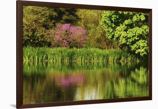 Crystal Springs Rhododendron Garden in Spring, Portland, Oregon, USA-Michel Hersen-Framed Photographic Print