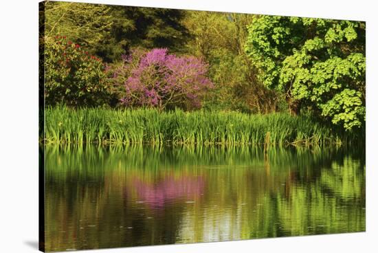 Crystal Springs Rhododendron Garden in Spring, Portland, Oregon, USA-Michel Hersen-Stretched Canvas