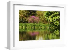 Crystal Springs Rhododendron Garden in Spring, Portland, Oregon, USA-Michel Hersen-Framed Photographic Print