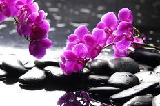 Branch Purple Orchid Flower With Therapy Stones-crystalfoto-Photographic Print