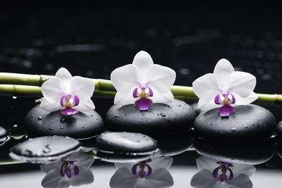 Spa Still Life with Three Orchid and Zen Stones with Bamboo Grove Reflection