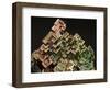 Crystalline Structure of the Element Bismuth-Walter Geiersperger-Framed Photographic Print