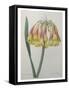 Crytanthe-Pierre-Joseph Redoute-Framed Stretched Canvas