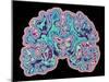 CT Scan of Brain-PASIEKA-Mounted Photographic Print