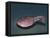 Ctenaspis Is a Jawless Fish from the Early Devonian of Norway-Stocktrek Images-Framed Stretched Canvas