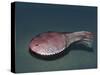 Ctenaspis Is a Jawless Fish from the Early Devonian of Norway-Stocktrek Images-Stretched Canvas