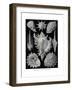 Ctenobranchia, 1899-1904-null-Framed Giclee Print