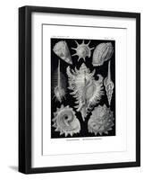 Ctenobranchia, 1899-1904-null-Framed Giclee Print