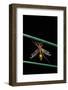 Ctenophora Ornata (Marked Crane Fly) - Male-Paul Starosta-Framed Photographic Print