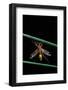 Ctenophora Ornata (Marked Crane Fly) - Male-Paul Starosta-Framed Photographic Print