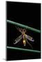 Ctenophora Ornata (Marked Crane Fly) - Male-Paul Starosta-Mounted Photographic Print