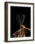 Ctenophora Ornata (Marked Crane Fly) - Male-Paul Starosta-Framed Photographic Print