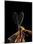 Ctenophora Ornata (Marked Crane Fly) - Male-Paul Starosta-Mounted Photographic Print