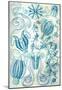 Ctenophorae Nature Art Print Poster by Ernst Haeckel-null-Mounted Poster