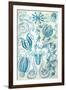 Ctenophorae Nature by Ernst Haeckel-null-Framed Art Print