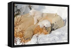 Cub Chewing on Mom‰Ûªs Paw-Howard Ruby-Framed Stretched Canvas